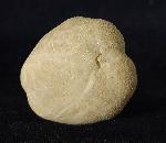 Pliotoxaster buitronae FORNER & VALLS 2019 - Bild © FossNet FossilienStore